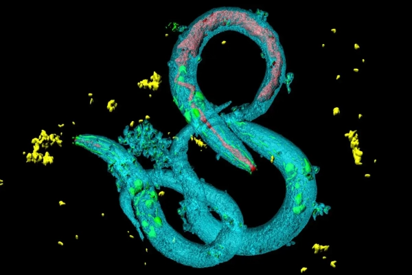 Картирование структуры мозга не полностью объясняет его функции. 2 ab007d577f56b7dc9a5a0687e33abffd