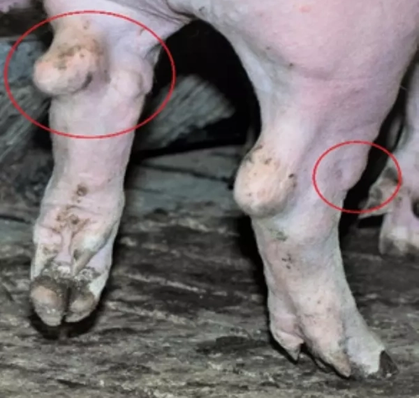 Ученые выявили генетические причины образования дефектов на конечностях свиней