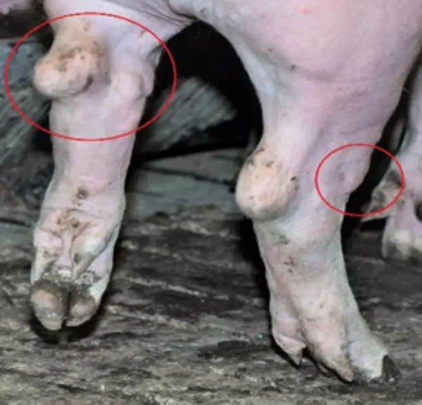 Наросты в области суставов у свиней Наросты в области суставов у свиней