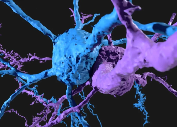 Как мозг уравновешивает возбуждение и торможение 4 bb4c11cc5ae7a9aca0db1e23ea964028