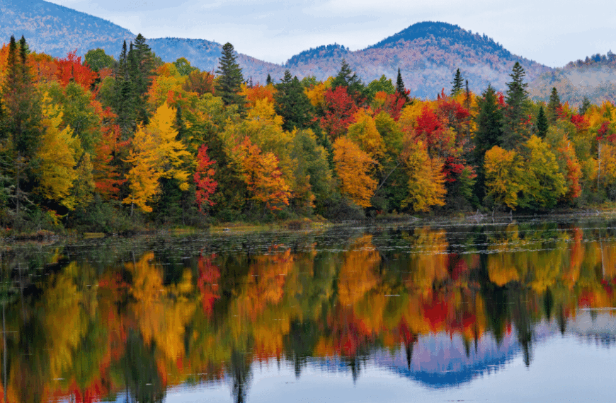 Раскройте скрытые цвета листьев в&hellip;