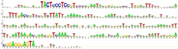 Новый алгоритм поможет уточнить структуру геномов сельскохозяйственных растений