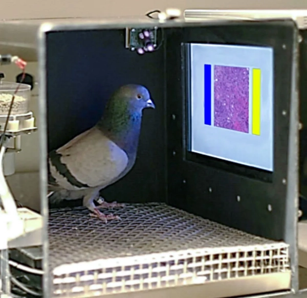 голубь в коробке, смотрящий на освещенный экран с цветными прямоугольниками на нем.