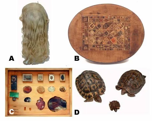 Некоторые работы Сегато, сохранившиеся во Флорентийском университете. (B) шокирующий столик, уложенный различными срезами человеческих останков – «печень, сердце, матка, язык, различные раковые опухоли». Сообщают, что великий герцог Тосканский не обрадовался получить этот стол в дар и отказался финансировать эксперименты Сегато . Некоторые работы Сегато, сохранившиеся во Флорентийском университете. (B) шокирующий столик, уложенный различными срезами человеческих останков – «печень, сердце, матка, язык, различные раковые опухоли». Сообщают, что великий герцог Тосканский не обрадовался получить этот стол в дар и отказался финансировать эксперименты Сегато .