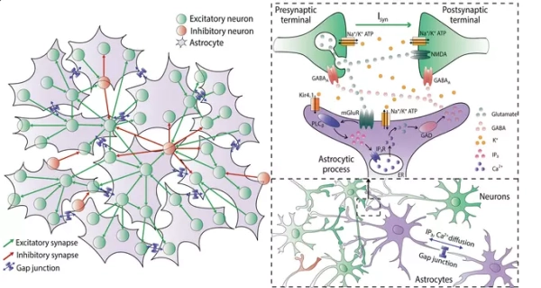 Глиальные клетки нервной ткани подавили&hellip;