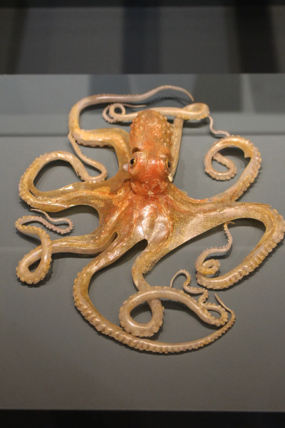 Снимки сделаны в 2016 году в Гарвардском музее естественной истории Снимки сделаны в 2016 году в Гарвардском музее естественной истории