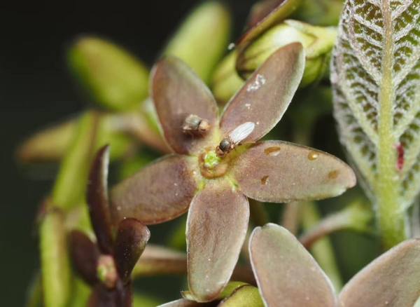 Растение притворяется муравьем, чтобы привлечь&hellip;