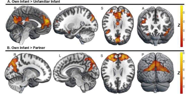 Отцовский инстинкт: правда или миф?&hellip;