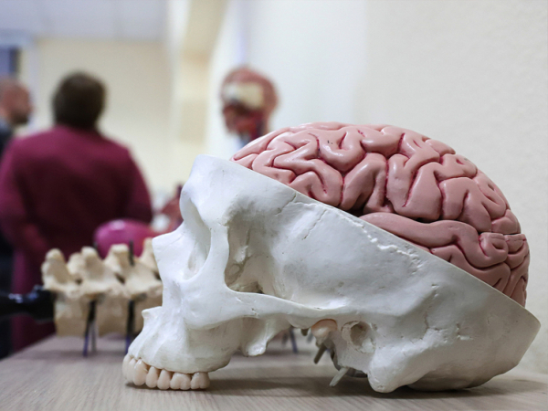 Исследование раскрыло сложную взаимосвязь между когнитивными способностями и сексуальным опытом