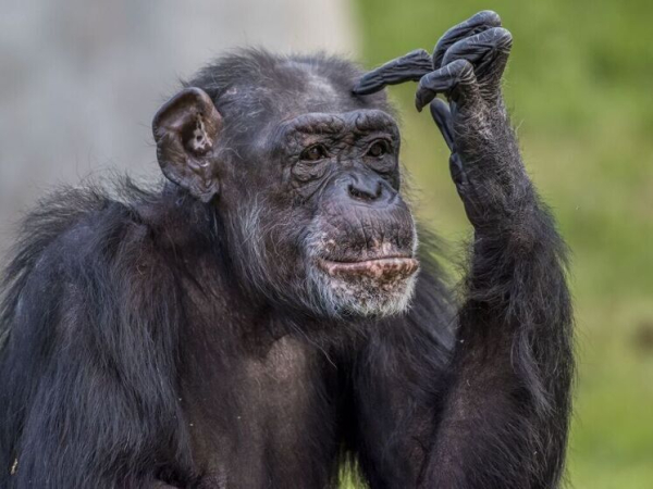 Корни человеческого пристрастия к алкоголю&hellip;