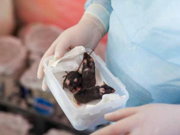 Исследование МГУ: как космос влияет на здоровье млекопитающих