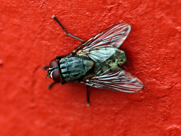 Муха против стафилококка: в России открыли механизм борьбы с супербактериями
