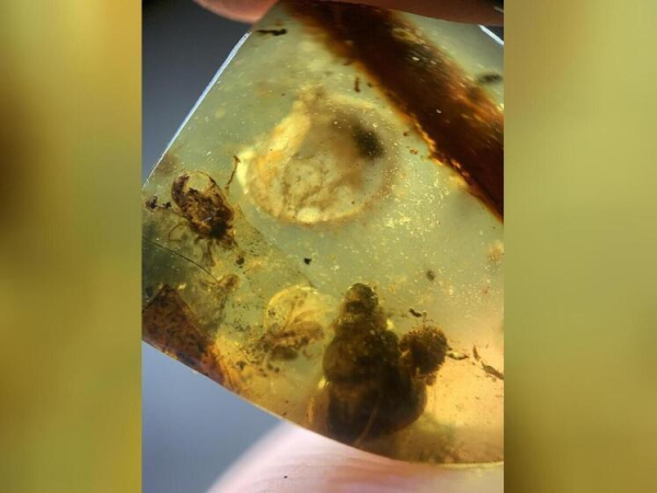 Находка в южноамериканском карьере раскрыла&hellip;