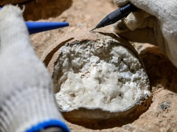 В Германии нашли новый вид ихтиозавров с мощным скелетом