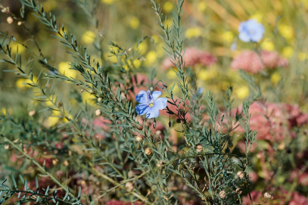 В Самарском ботсаду биологи высадили семена, побывавшие в космосе