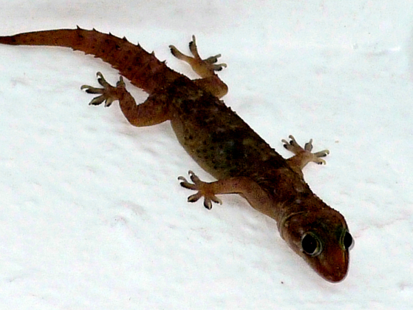 Жизнь в городе сделала ящериц&hellip;