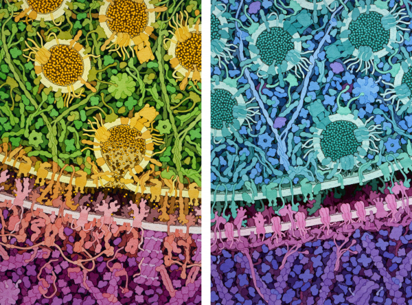 История электронного микроскопа 2 Нейроны обмениваются информацией посредством выделения возбуждающих (слева) и тормозящих (справа) нейромедиаторов в месте соединения, или синапсе, между двумя клетками. Ширина этого промежутка составляет примерно 20 нанометров. Источник: Дэвид Гудселл