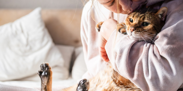 Как владение кошкой влияет на мозг человека (и на мозг кошки)