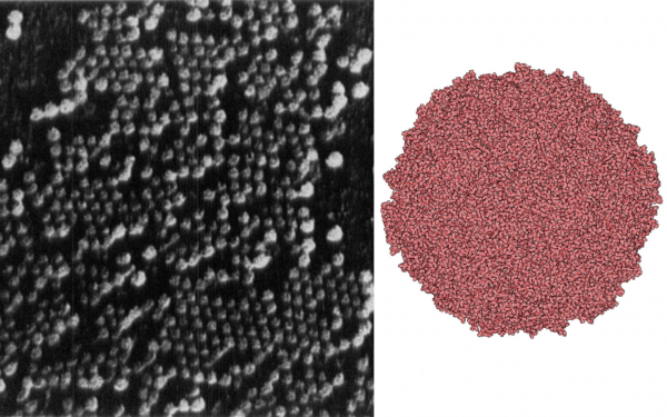 История электронного микроскопа 16 Слева: Электронная микрофотография множества частиц вируса полиомиелита, сделанная Р. К. Уильямсом в 1954 году. Справа: Крио-ЭМ-изображение вируса полиомиелита (PDB: 5O5B) с разрешением 2,3 ангстрема