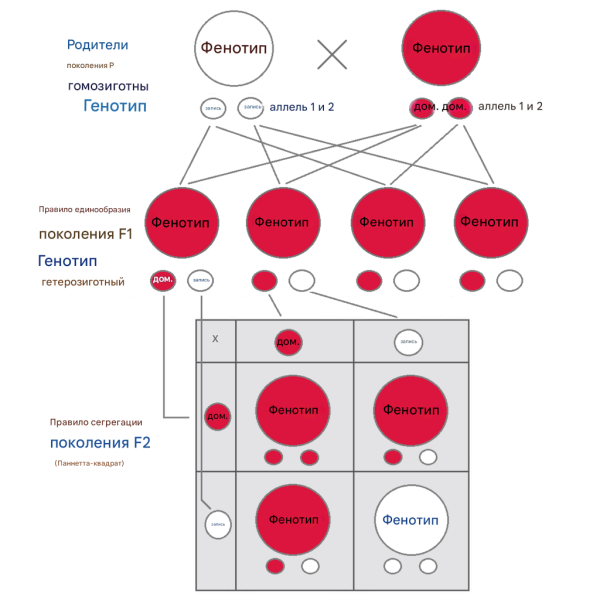 Поколение F1 : Все особи имеют одинаковый генотип и фенотип, выражающий доминантный признак - красный цвет.. Поколение F2 : Фенотипы во втором поколении показывают соотношение 3:1. В генотипе 25% гомозиготны по доминантному признаку, 50% — гетерозиготные носители рецессивного признака, 25% гомозиготны по рецессивному признаку и выражают рецессивный признак.