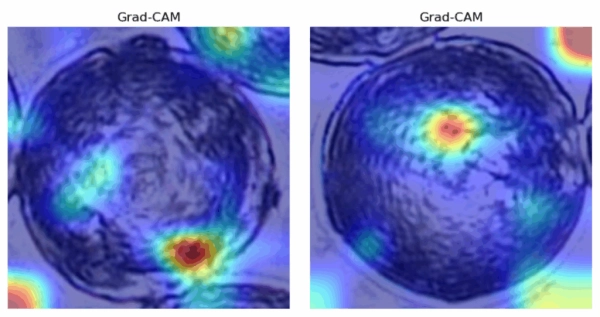 Визуальная классификация пыльцы с использованием сверточных нейронных сетей и Vision Transformers 15 0d83e5e79a127a3d898907cd638a49fa