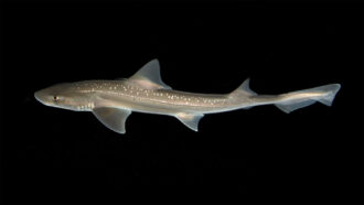 Серовато-коричневая акула с белыми пятнами вдоль спины плавает на черном фоне