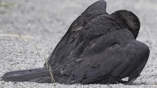 САНАТОРИЙ ДЛЯ ВОРОН 9 0fb3f2c79a887488e3a893ba8e2b7c73