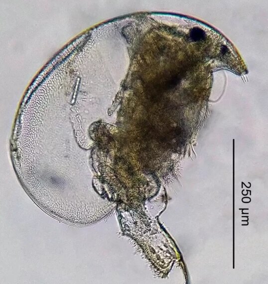 Ученые «расширили» ареал редкого ветвистоусого&hellip;