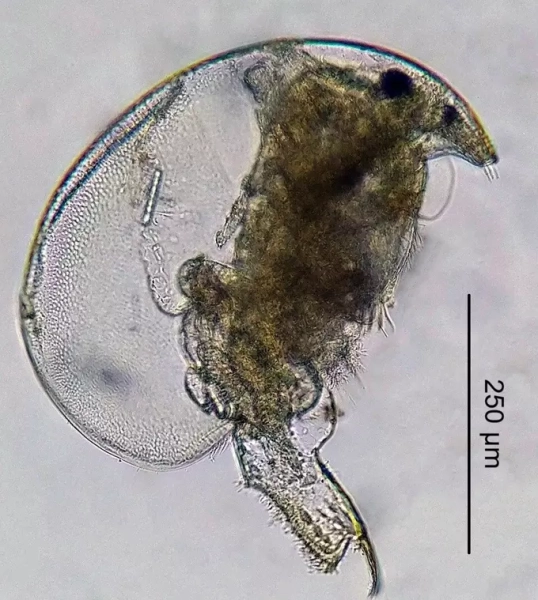 Ученые «расширили» ареал редкого ветвистоусого рачка 7 13723c627939cbfffd91d8aa84d101b9.jpg