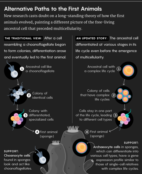 13da106fbba6d8babe98e46a960265de