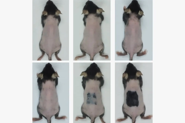 Сыворотка стимулирует рост волос, имитируя эффект раздражения кожи. 2 1e4c5be6c7c4a39637783fc871e8b4bf.jpg