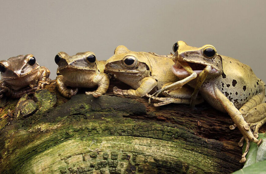 Давайте узнаем больше о животных-каннибалах