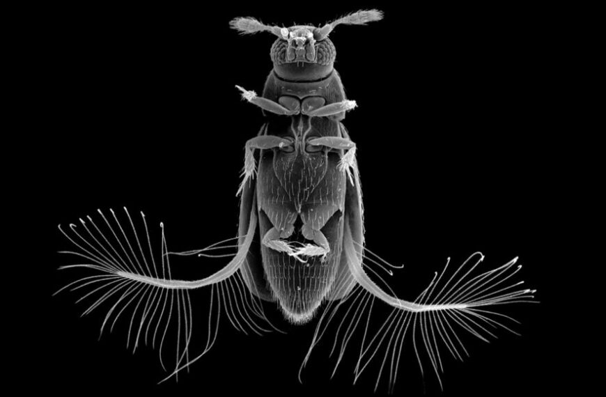 Гребнеобразные крылья помогают мельчайшим насекомым&hellip;