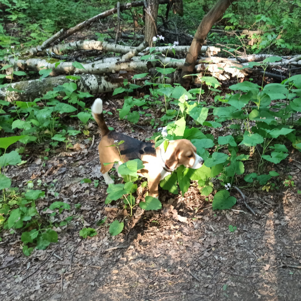 Компаньон и друг