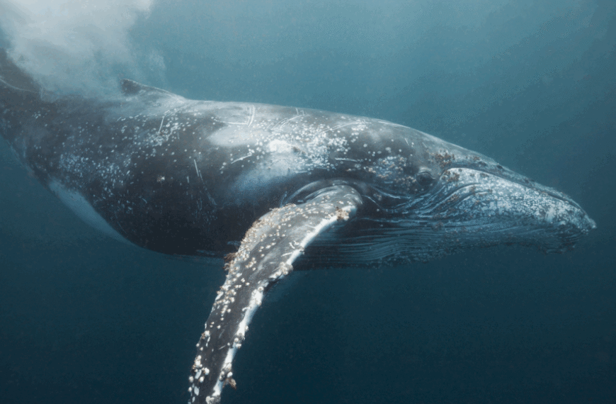 Ученые утверждают: Инфразвук