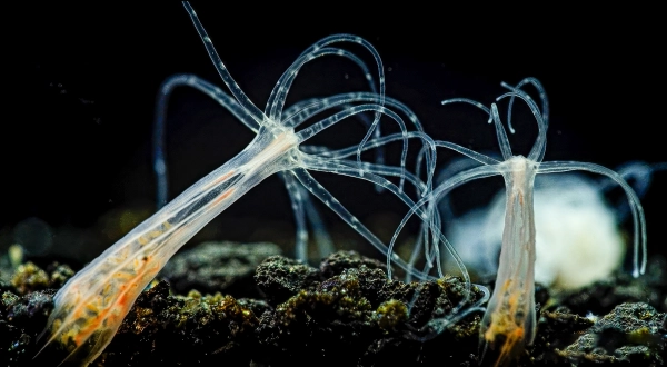 Светящаяся и прозрачная актиния-звездочка плавает в темной воде.