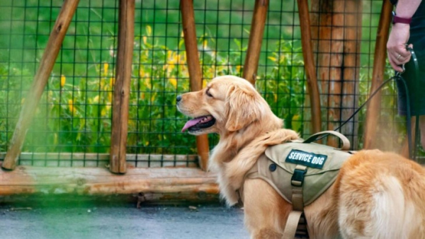 Тренировка собак помогла психике и замедлила биологическое старение&hellip;