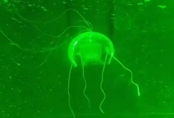 В Китае разработали робота-медузу для&hellip;