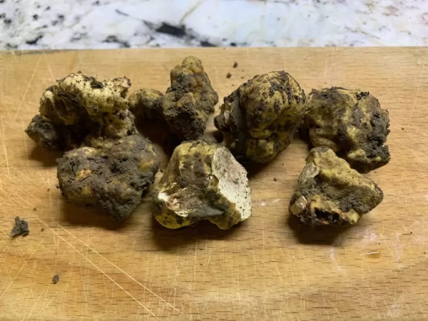 Ученые впервые обнаружили редкий вид белого трюфеля на территории России 1 32ebcaaa2403040e9309fc2b739be522.jpg