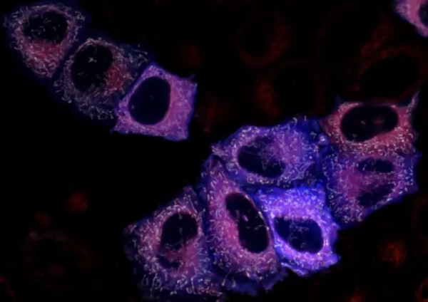 Создан новый тип клеточного биосенсора&hellip;