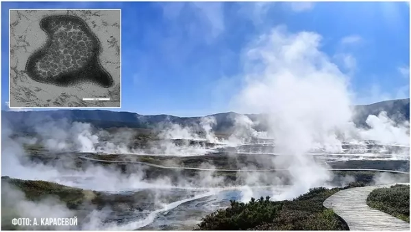 Ученые вырастили архей, давно считающихся некультивируемыми