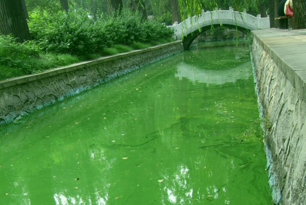 «Цветение» воды. Зеленый цвет ей придают те самые сине-зеленые водоросли