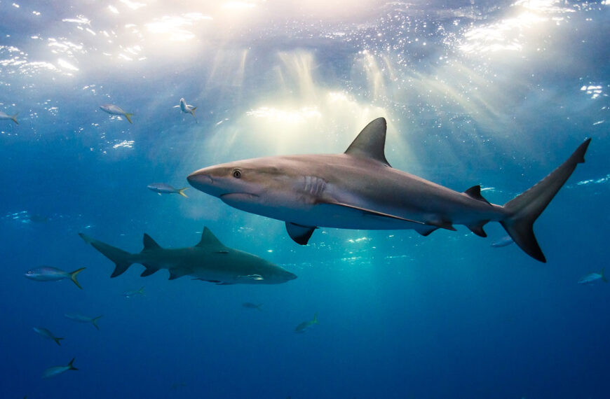 Объяснитель: Что такое акула?