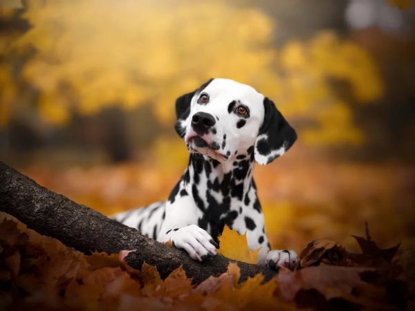 Что такое Updog? Новый инструмент Datadog сообщает, какие приложения не работают.