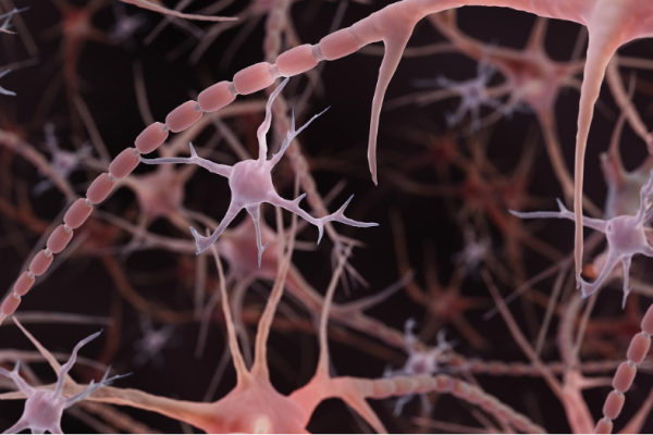 Повышенное потребление соли приводит к перестройкам внутри мозга 168 41f4aab1330ee81fef26e980b15b0afa.png