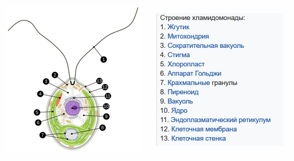 Строение хламидомонады. Источник: Wikipedia