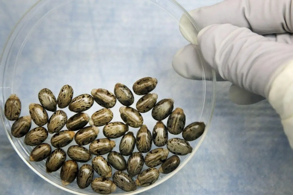 Стоит ли нам беспокоиться о создании ИИ смертоносного биологического оружия? Пока нет, но когда-нибудь 2 46a87a26c21eddb1c4548b075860cb68.jpg