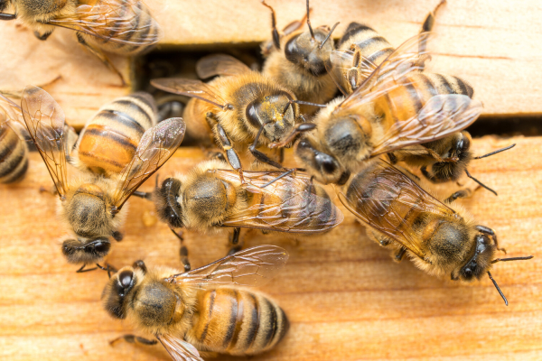 Пчелы против рака: действительно ли&hellip;