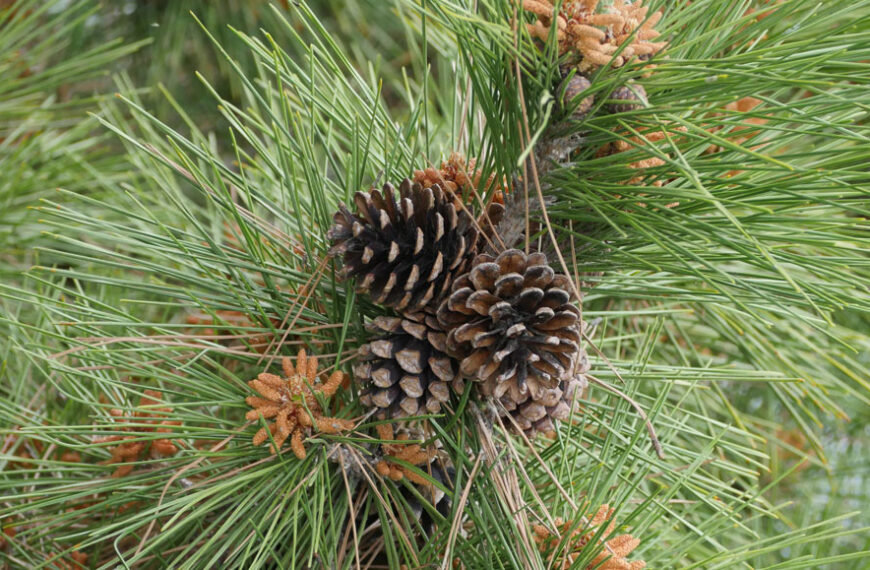 Раскройте секреты сосновых шишек с&hellip;