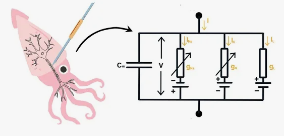 Модель нейрона Ходжкина-Хаксли